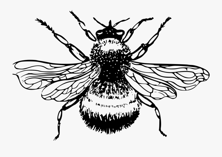 Bumblebee - Bumble Bee Black And White, Transparent Clipart