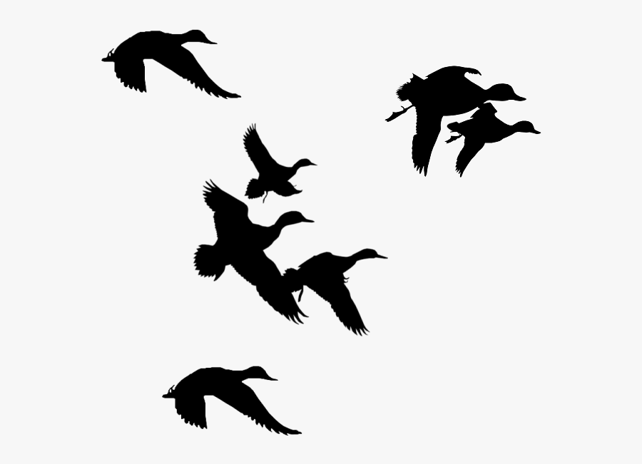 Ducks Flying Clipart Black And White , Free Transparent Clipart ...