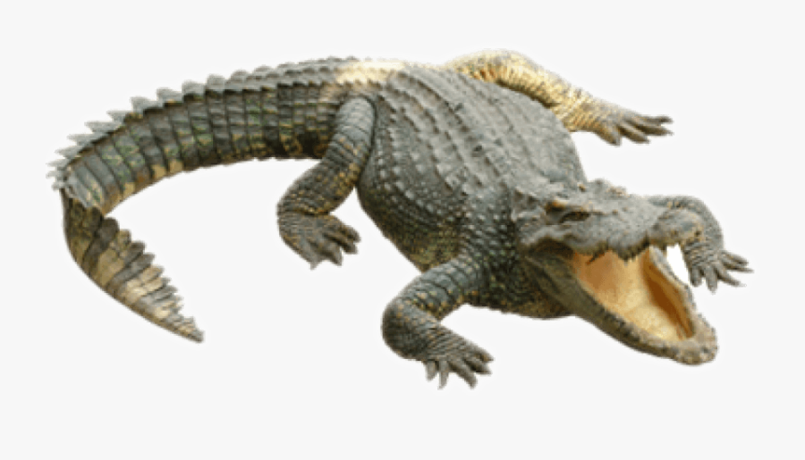 Transparent Crocodile Clipart - Transparent Background Crocodile Transparent, Transparent Clipart