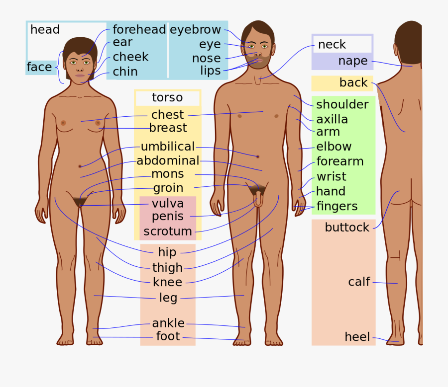 Clip Art Female Body Parts Pictures - Body Parts Of Men, Transparent Clipart