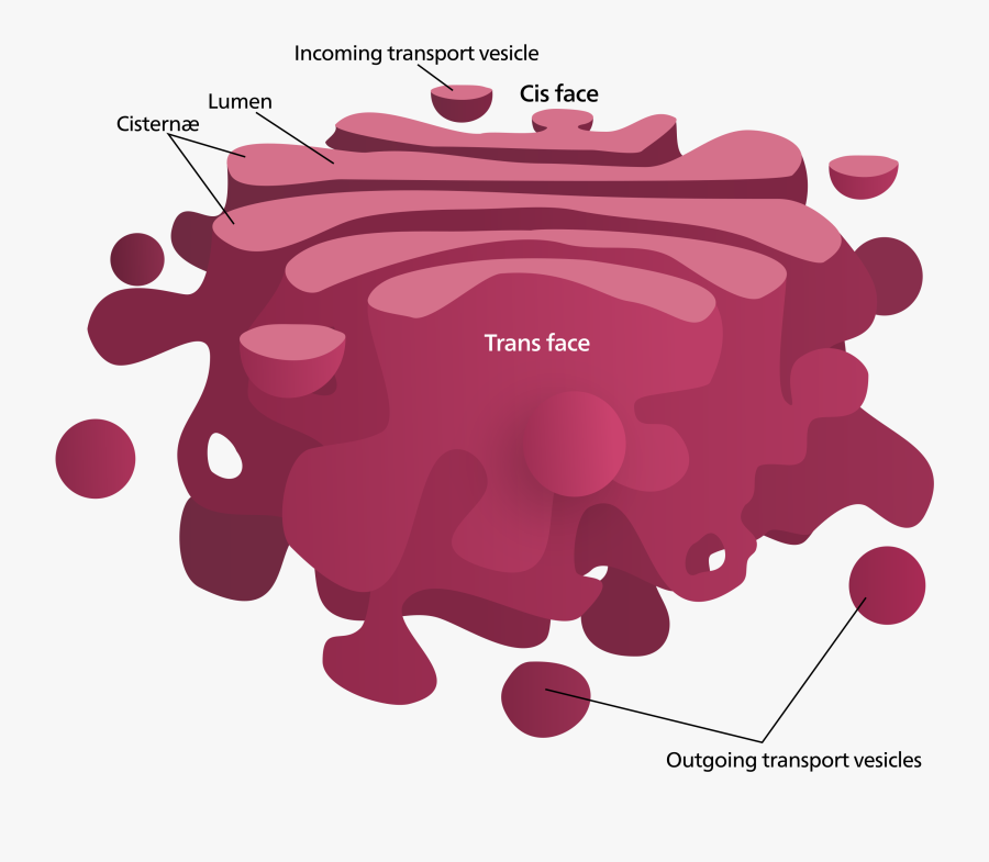 Relationship Between Endoplasmic Reticulum And Golgi - Golgi Apparatus, Transparent Clipart