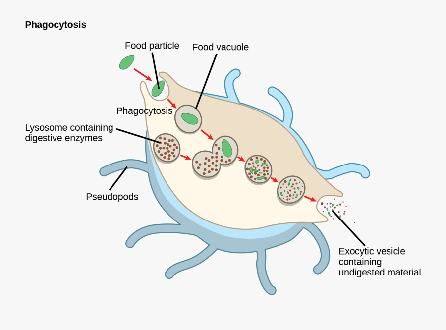 In This Illustration, A Eukaryotic Cell Is Shown Consuming, Transparent Clipart