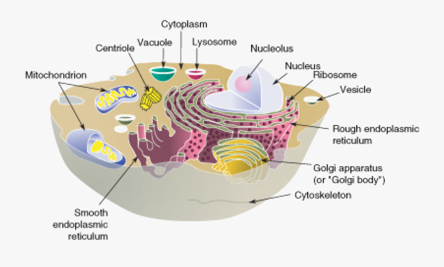 Cytoskeleton Structure In Animal Cell , Free Transparent ...