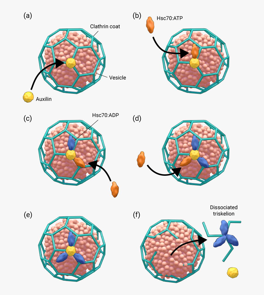 Structure Of Clathrin Coated Vesicle , Free Transparent Clipart ...