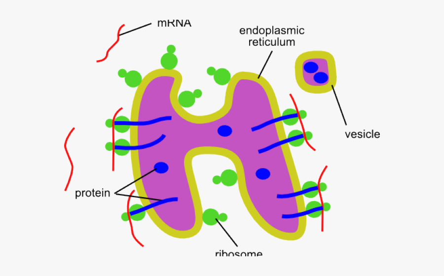 Ribosomes Cliparts - Diagram Of An Endoplasmic Reticulum, Transparent Clipart