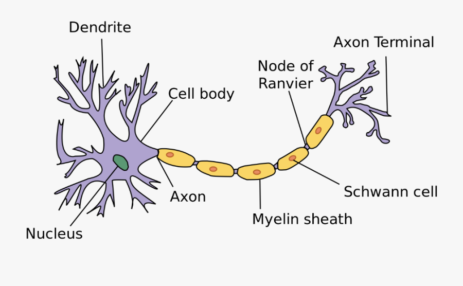 Nerve Cell, Transparent Clipart