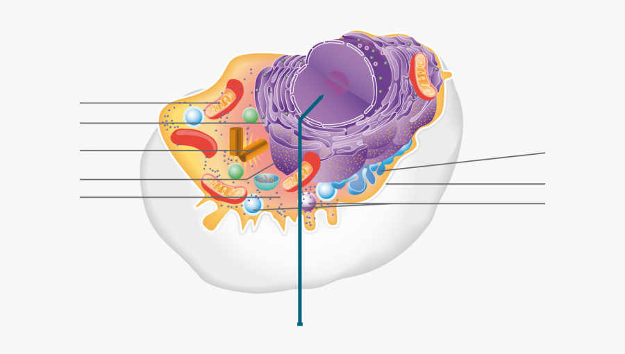 Centrioles In Cell Diagram, Transparent Clipart