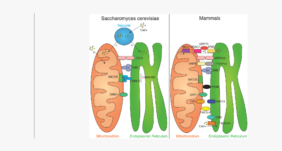 Mitochondria Transparent Cartoon - Peri Mitochondrial Endoplasmic