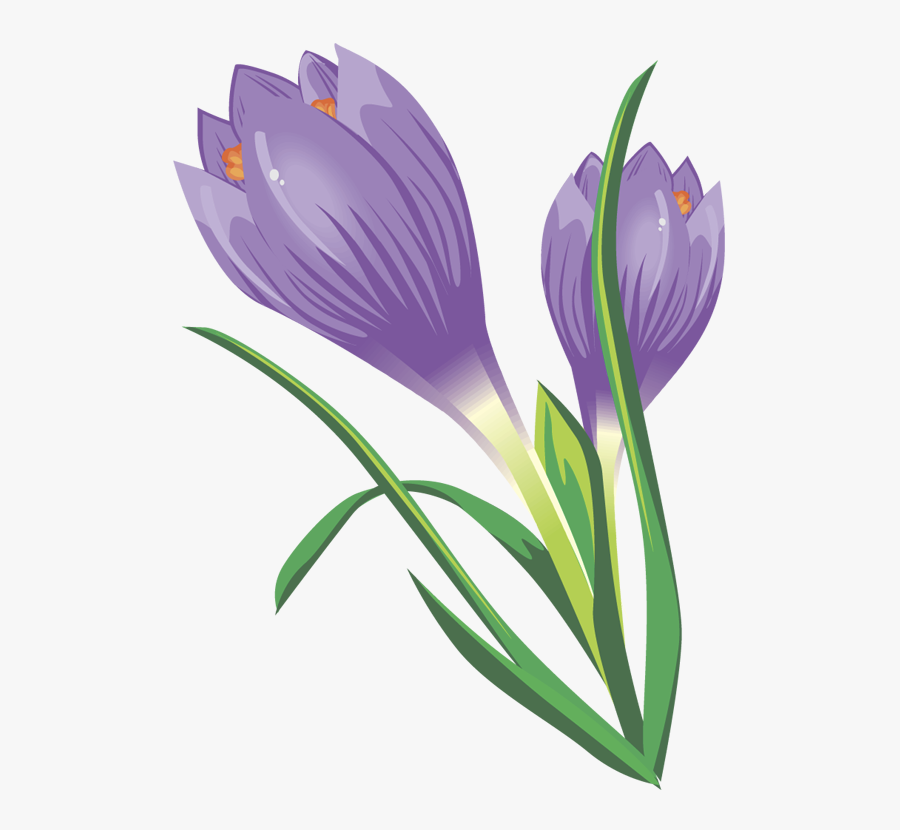 Crocus Clipart - Transparent Crocus Clipart, Transparent Clipart