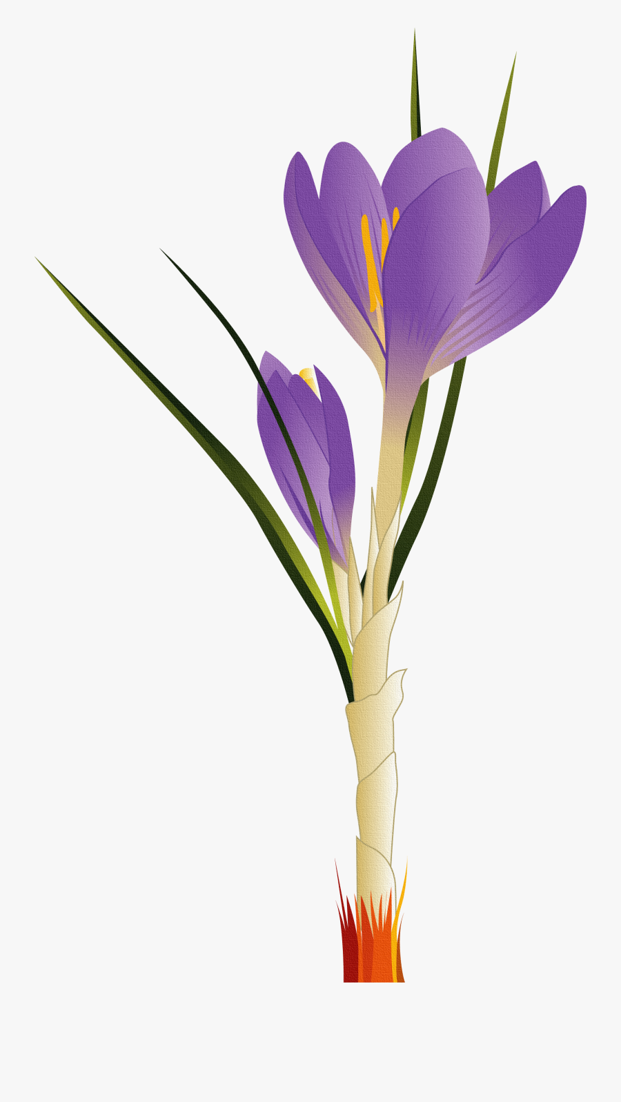 Tulip Flower Vector Free, Transparent Clipart