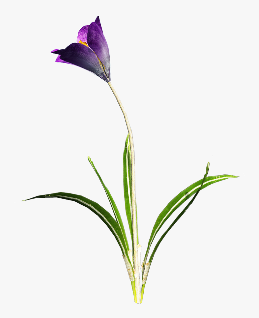 Crocus Png, Transparent Clipart