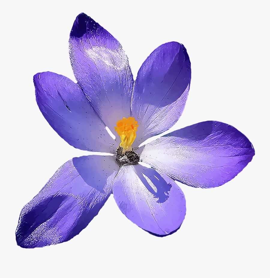 Crocus - Crocus Transparent Background, Transparent Clipart