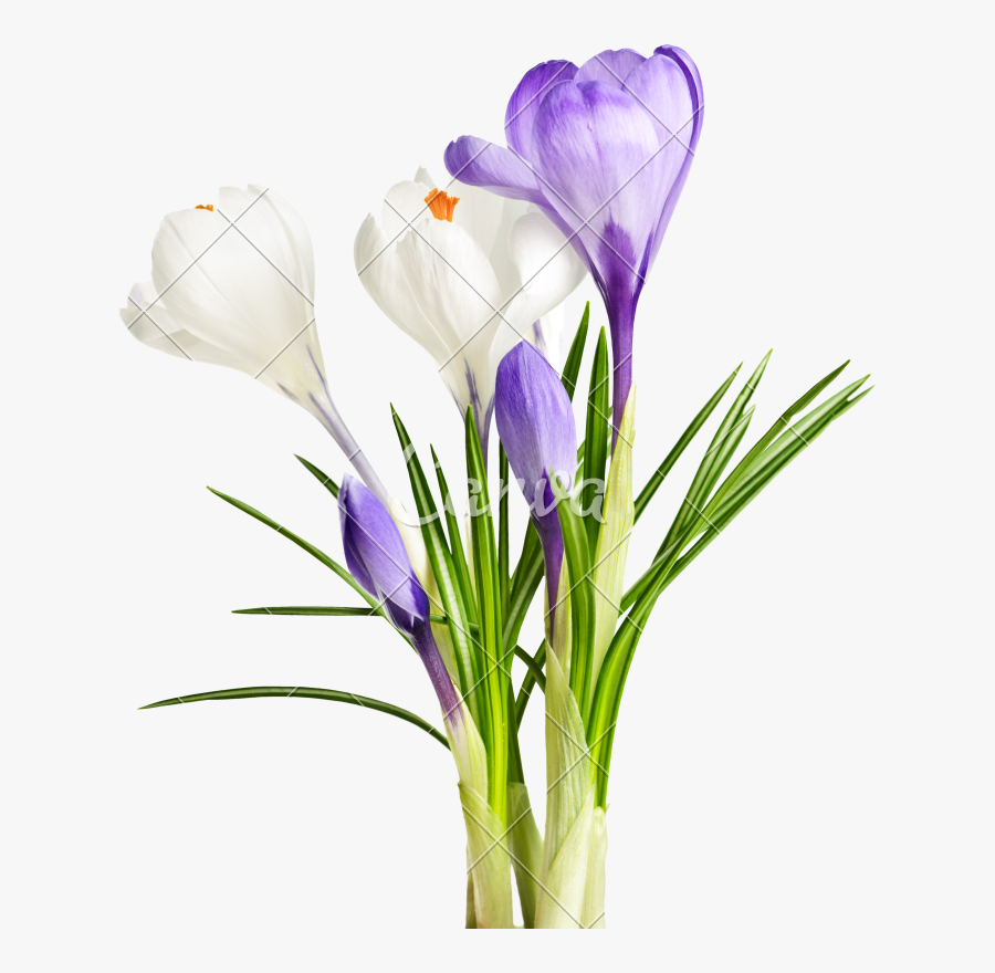 Picture Of Crocus Flowers - Crocus, Transparent Clipart