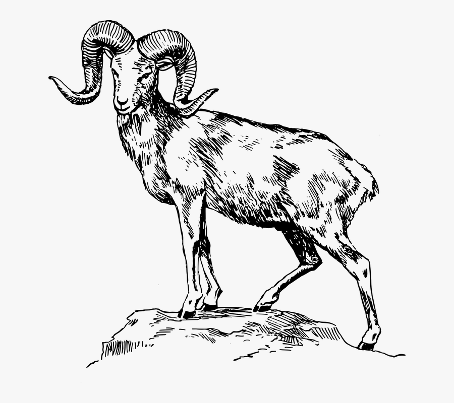 Collection Of Drawing - Mountain Goat Clip Art, Transparent Clipart