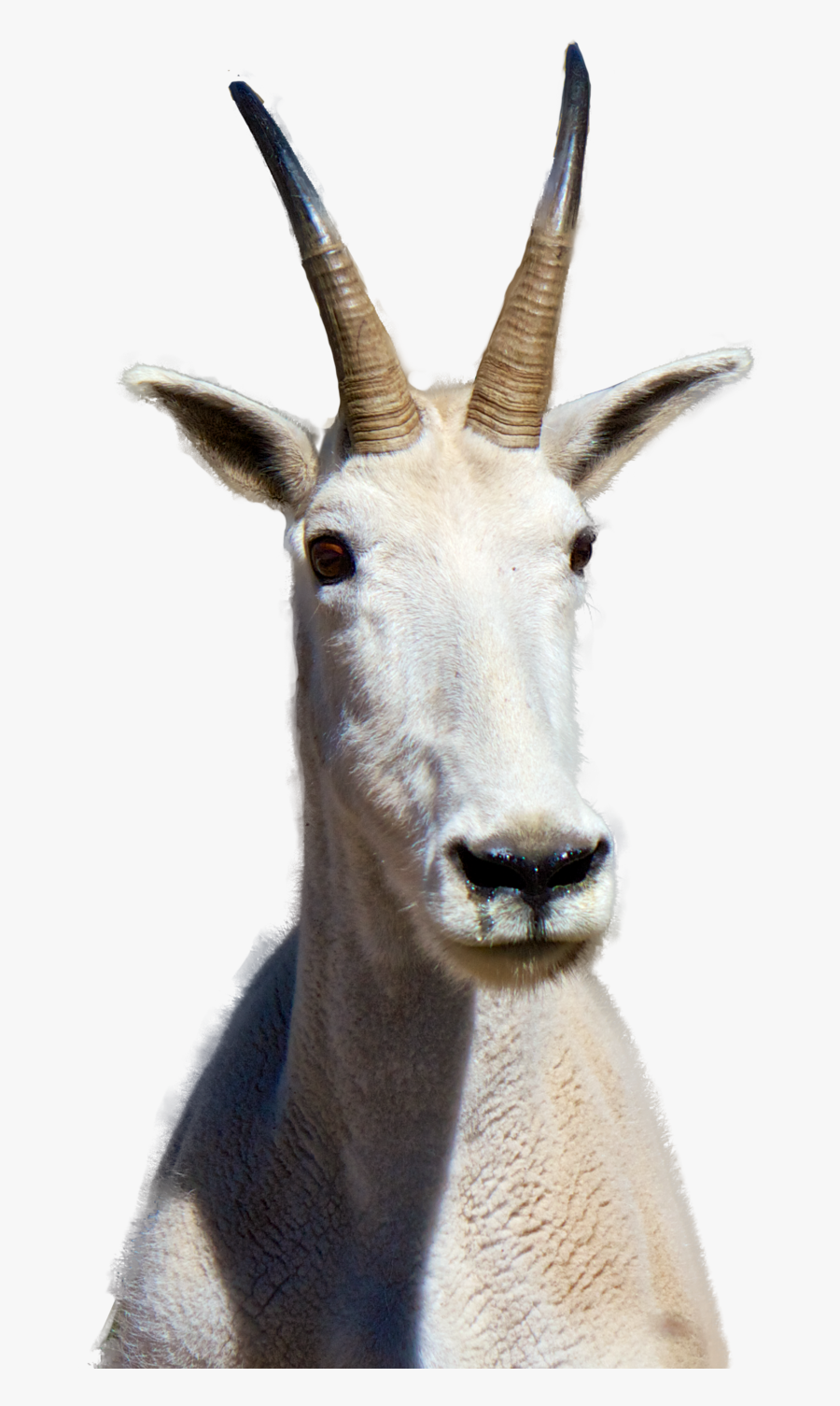 Mountain Goat Png, Transparent Clipart