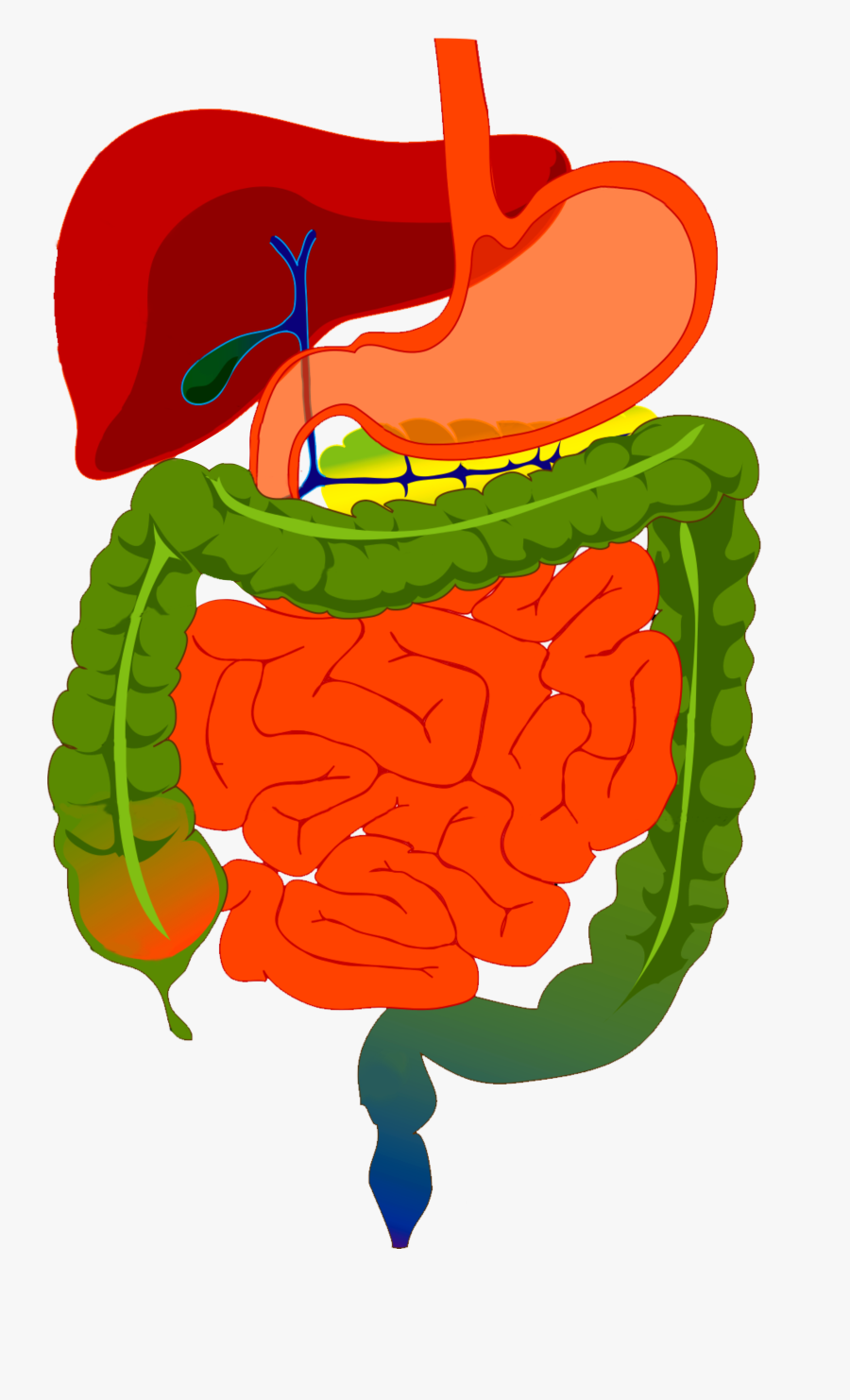 Digestive System Diagram - Digestive System Drawing With Color, Transparent Clipart
