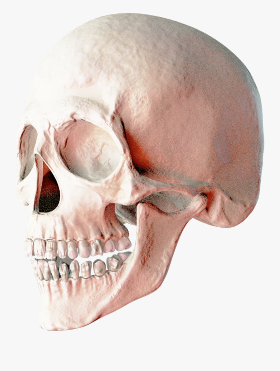 Head Hd Transparentpng - 2 Skulls Png, Transparent Clipart