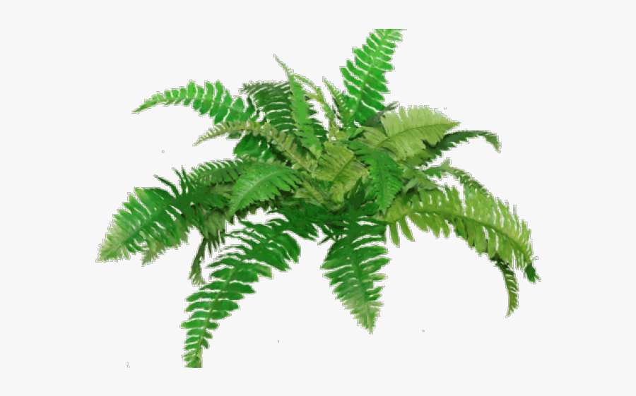 Fern Clipart Fern Plant Fern Png Free Transparent Clipart Clipartkey