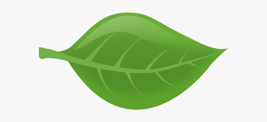 Green Leaves Clipart Real Leaf - Illustration, Transparent Clipart