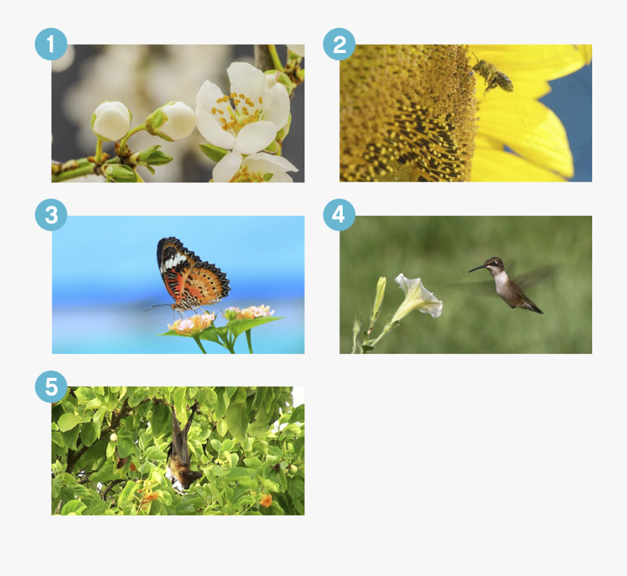 Wind Help Flower Pollination Kindergarten Worksheet, Transparent Clipart