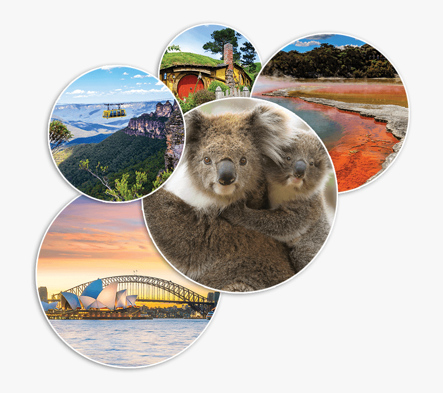 Photos From Australian And New Zealand Tour - Koala, Transparent Clipart