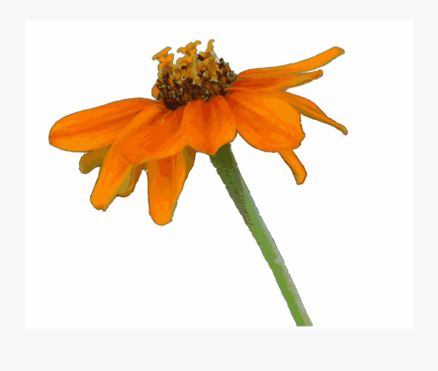 Orange,petal,plant - Clip Art, Transparent Clipart