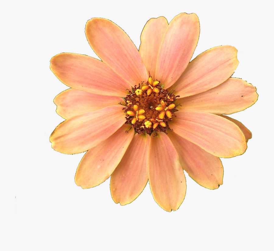 Get Flower Png Pictures Image, Transparent Clipart