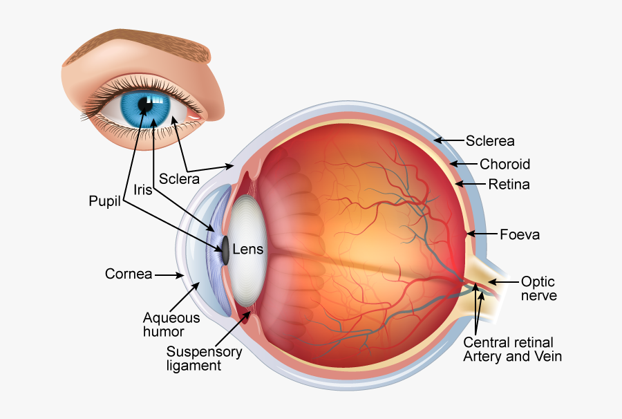 Human Eye Labelled Diagram , Free Transparent Clipart - ClipartKey