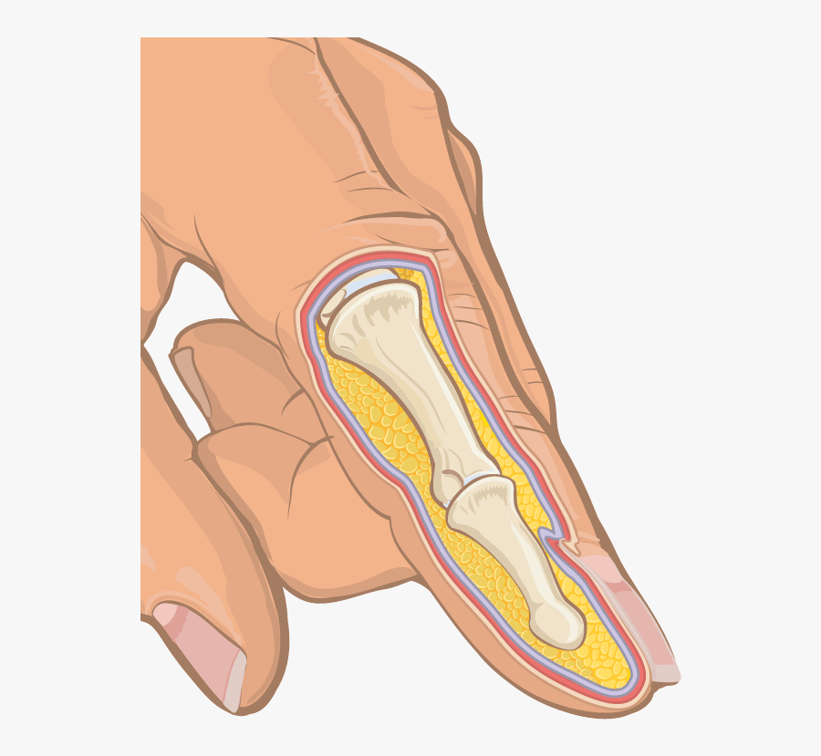 Anatomical Cross Section Of Human Finger - Finger Cross Section Labeled, Transparent Clipart