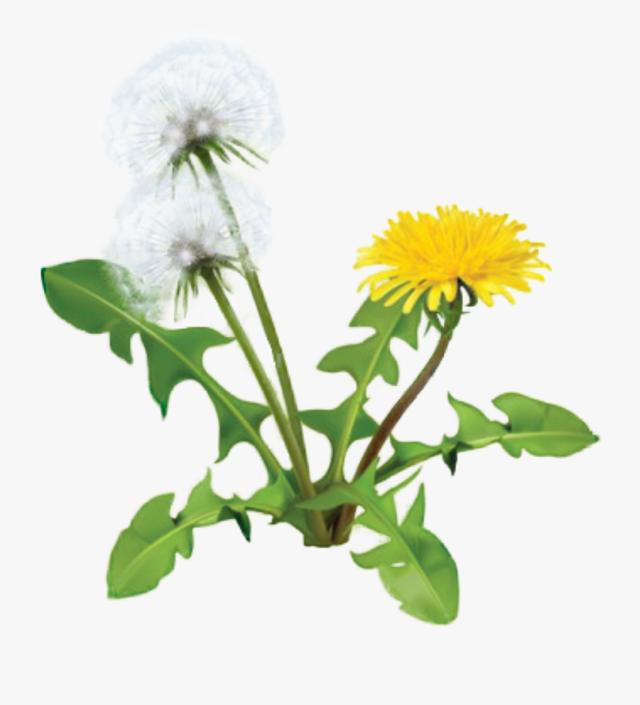 dandelion plant dandelion png free transparent clipart clipartkey dandelion plant dandelion png free