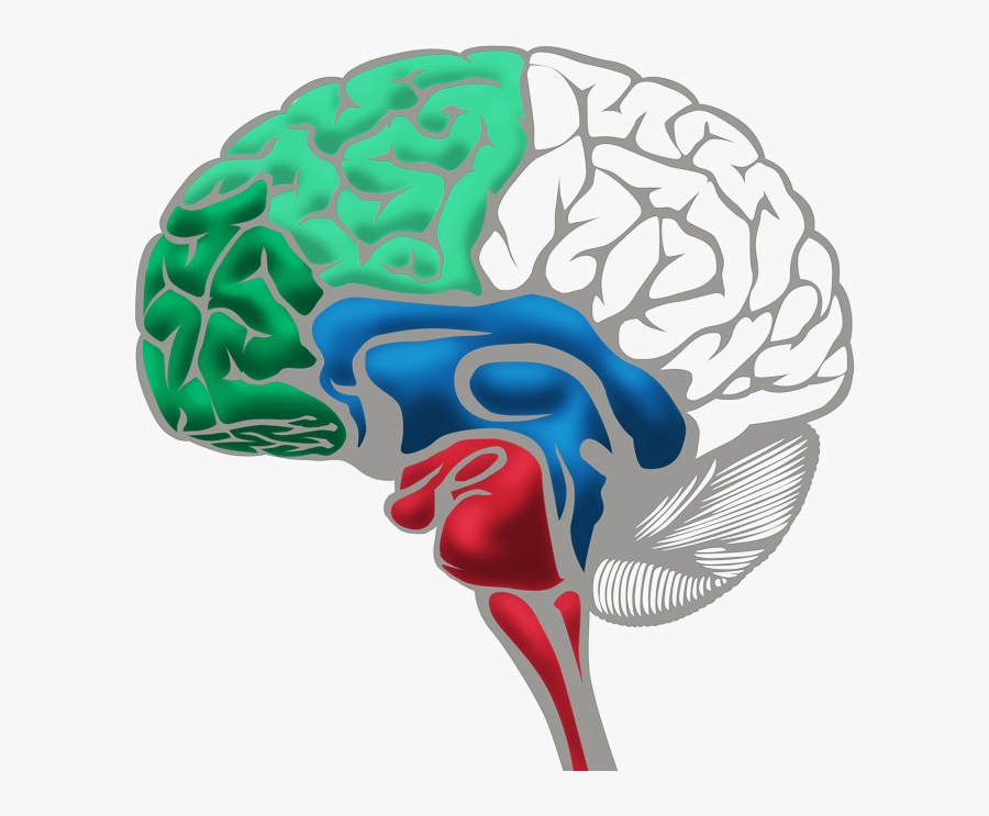 Brain All Parts - Conscious Discipline Brain States Model, Transparent Clipart