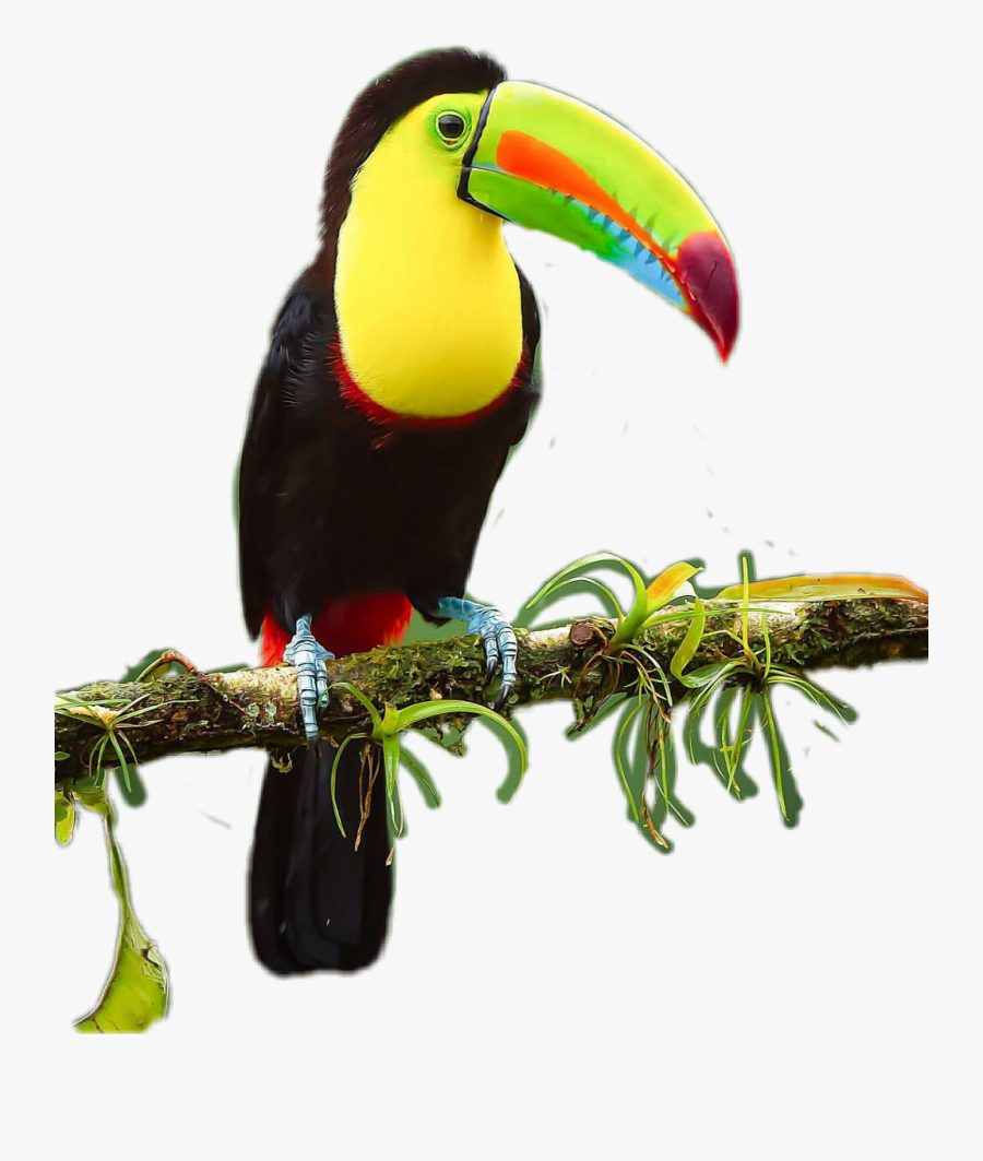 Toucan, Transparent Clipart