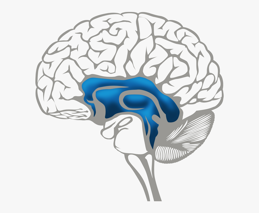 Brain Emotional Blue - Learning Vs Survival Brain, Transparent Clipart