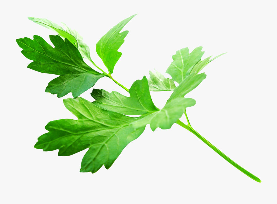 Parsley Leaves Png Image - Transparent Parsley Png, Transparent Clipart