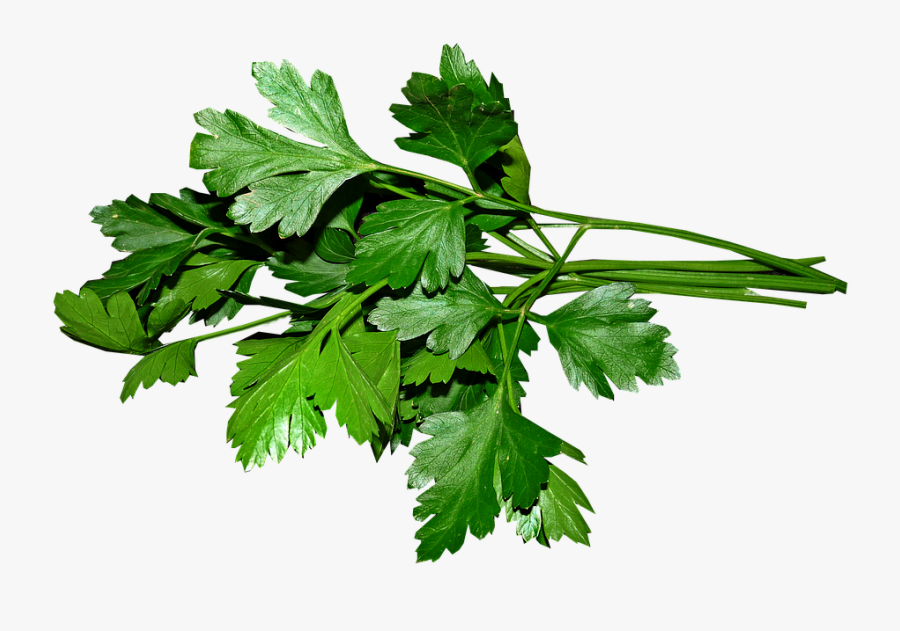 transparent cilantro clipart parsley png free transparent clipart clipartkey transparent cilantro clipart parsley