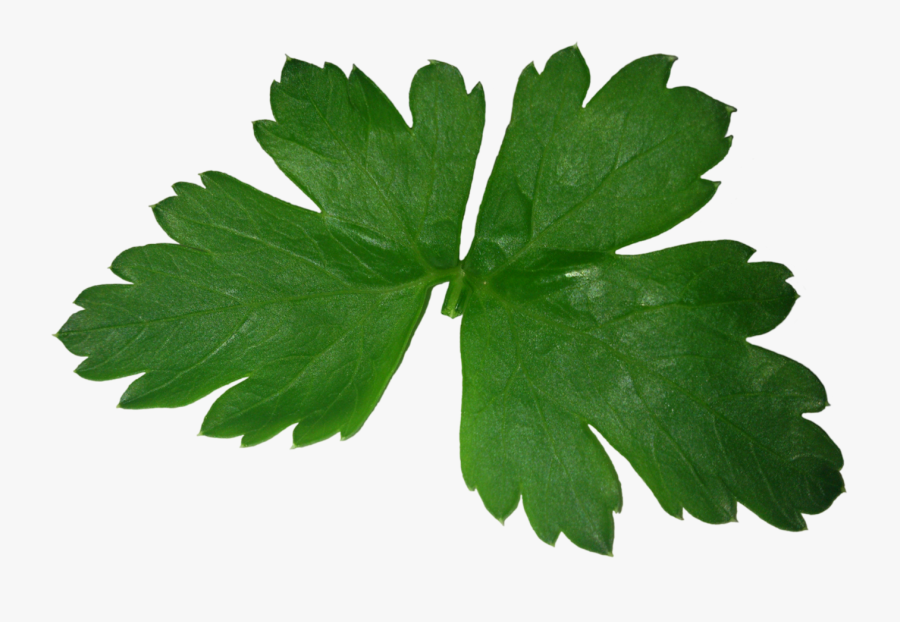 Parsley Png, Transparent Clipart