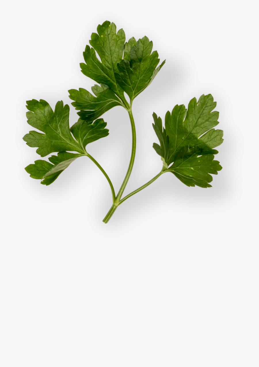 Transparent Perejil Png - Parsley, Transparent Clipart