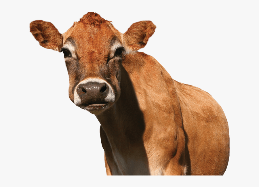 Jersey Cattle On Transparent Background, Transparent Clipart