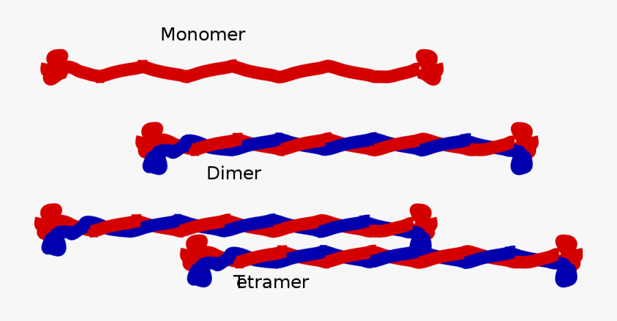 intermediate-filament-filament-definition-biology-free-transparent