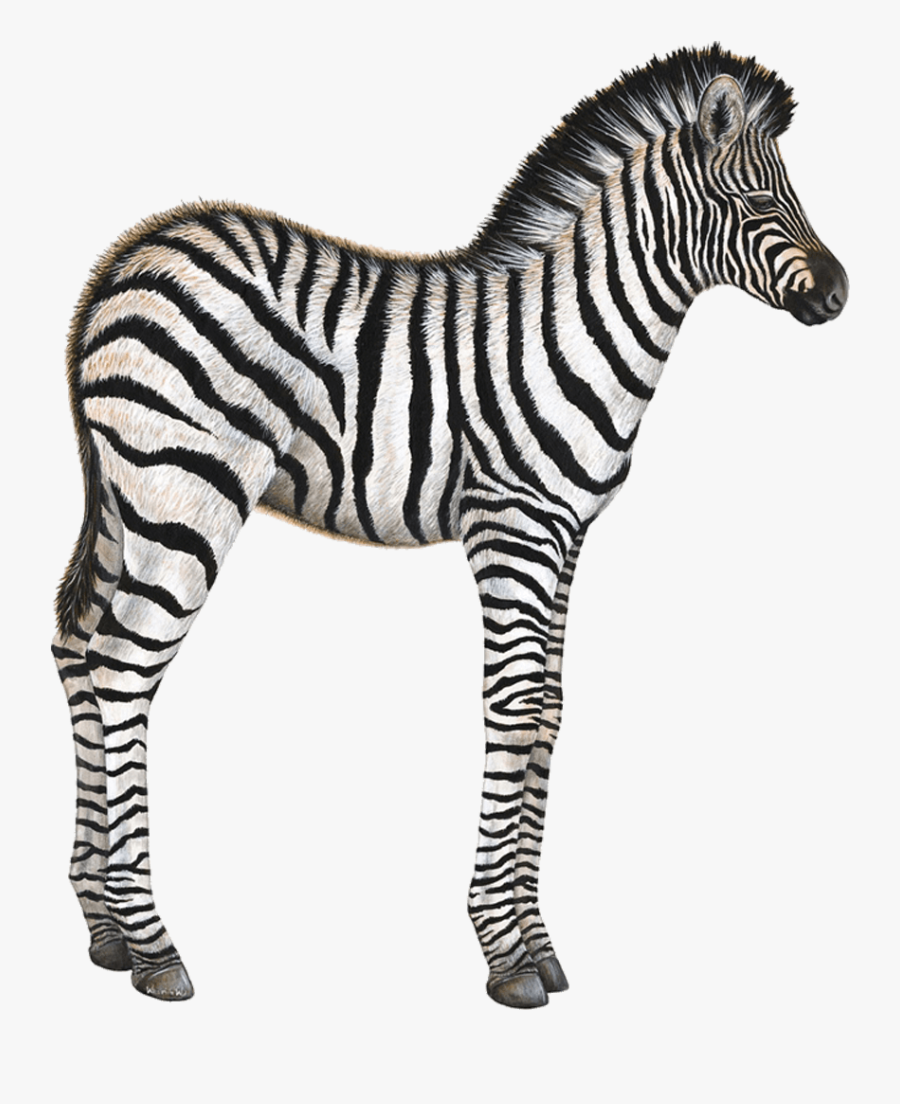 Zebra Baby Wall Sticker - Baby Zebra Png, Transparent Clipart