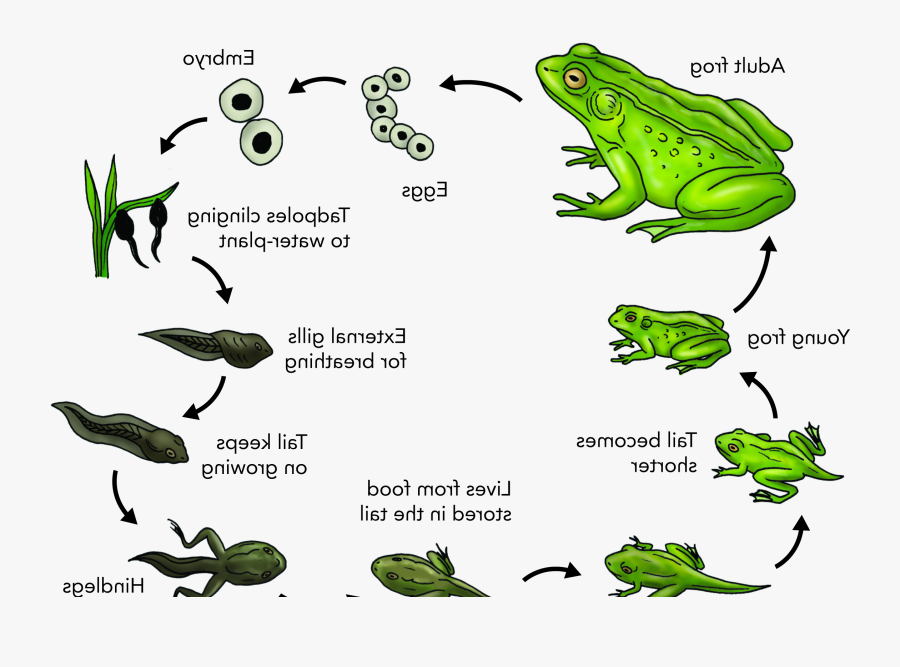 Frog"s Life Cycle - Life Span Of A Frog, Transparent Clipart