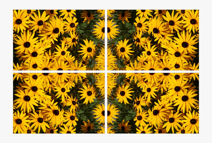 Black-eyed Susan, Transparent Clipart