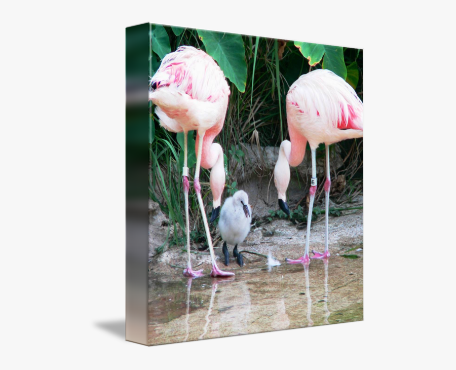 Clip Art Gray Flamingo - Greater Flamingo, Transparent Clipart