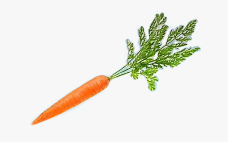Freetoedit Carrot - Baby Carrot, Transparent Clipart