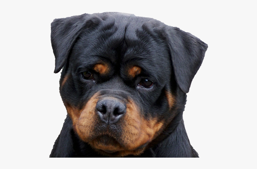 Clip Art Von Zennith Kennels The - Rottweiler Puppy Png, Transparent Clipart