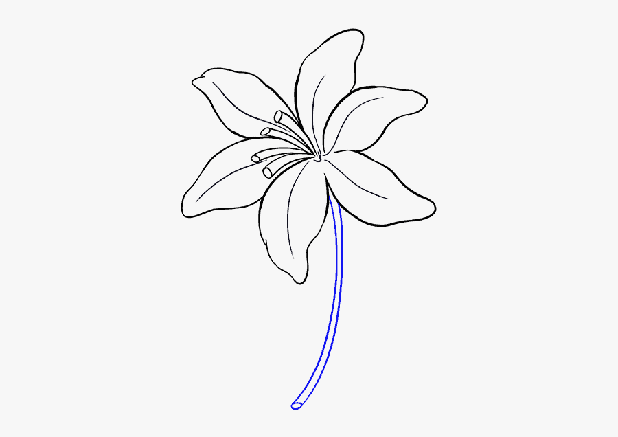 How To Draw Lily - Lily Flower Drawing Easy, Transparent Clipart