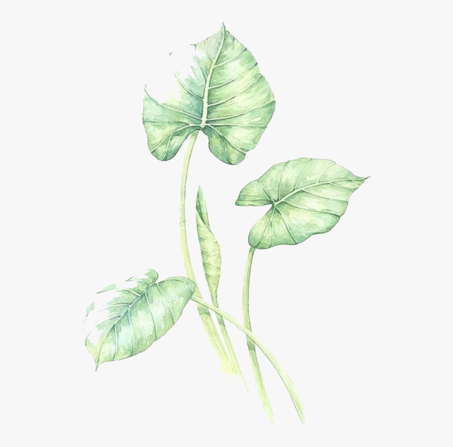 Watercolor Leaves Green Free Png Hq Clipart - Anthurium, Transparent Clipart