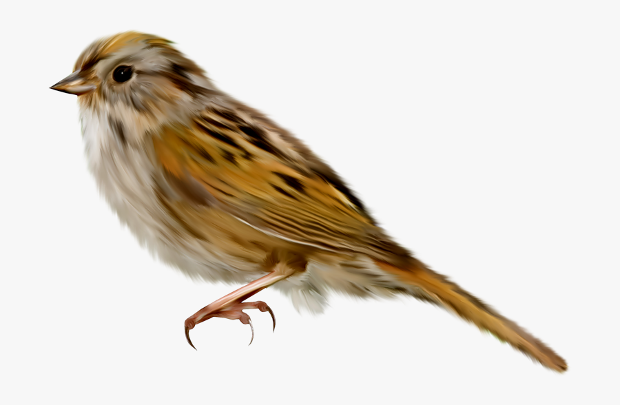Sparrow Image Download, Transparent Clipart