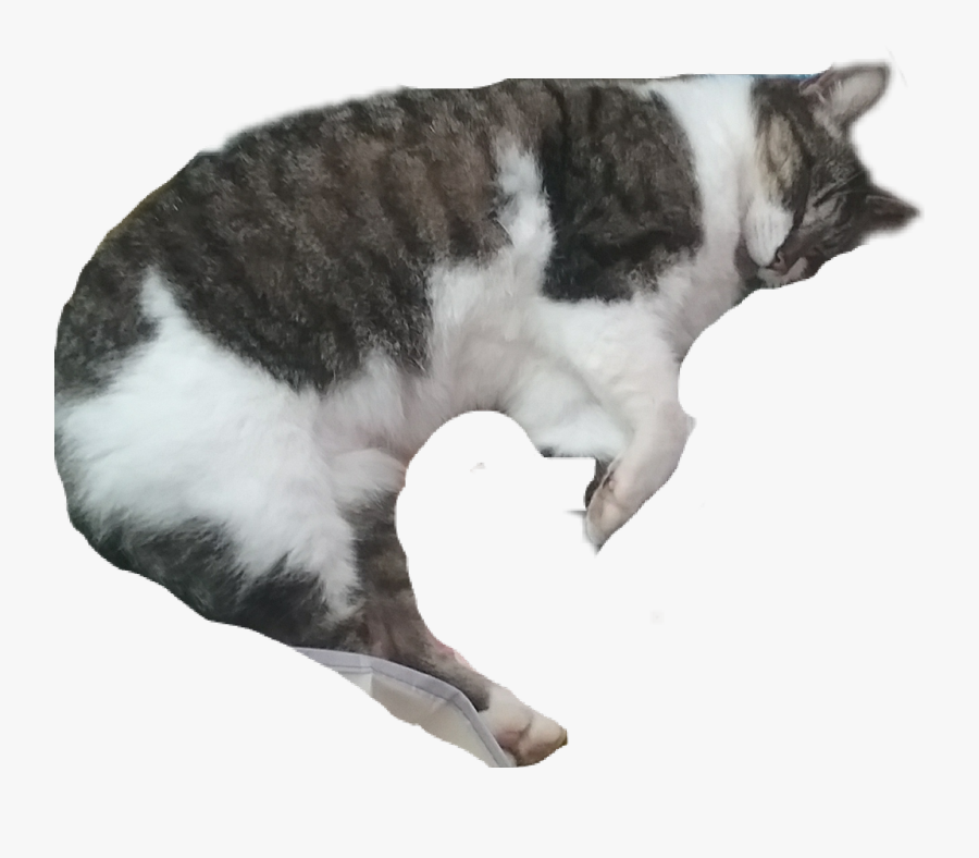 Cat Sleeping Png , Free Transparent Clipart - ClipartKey