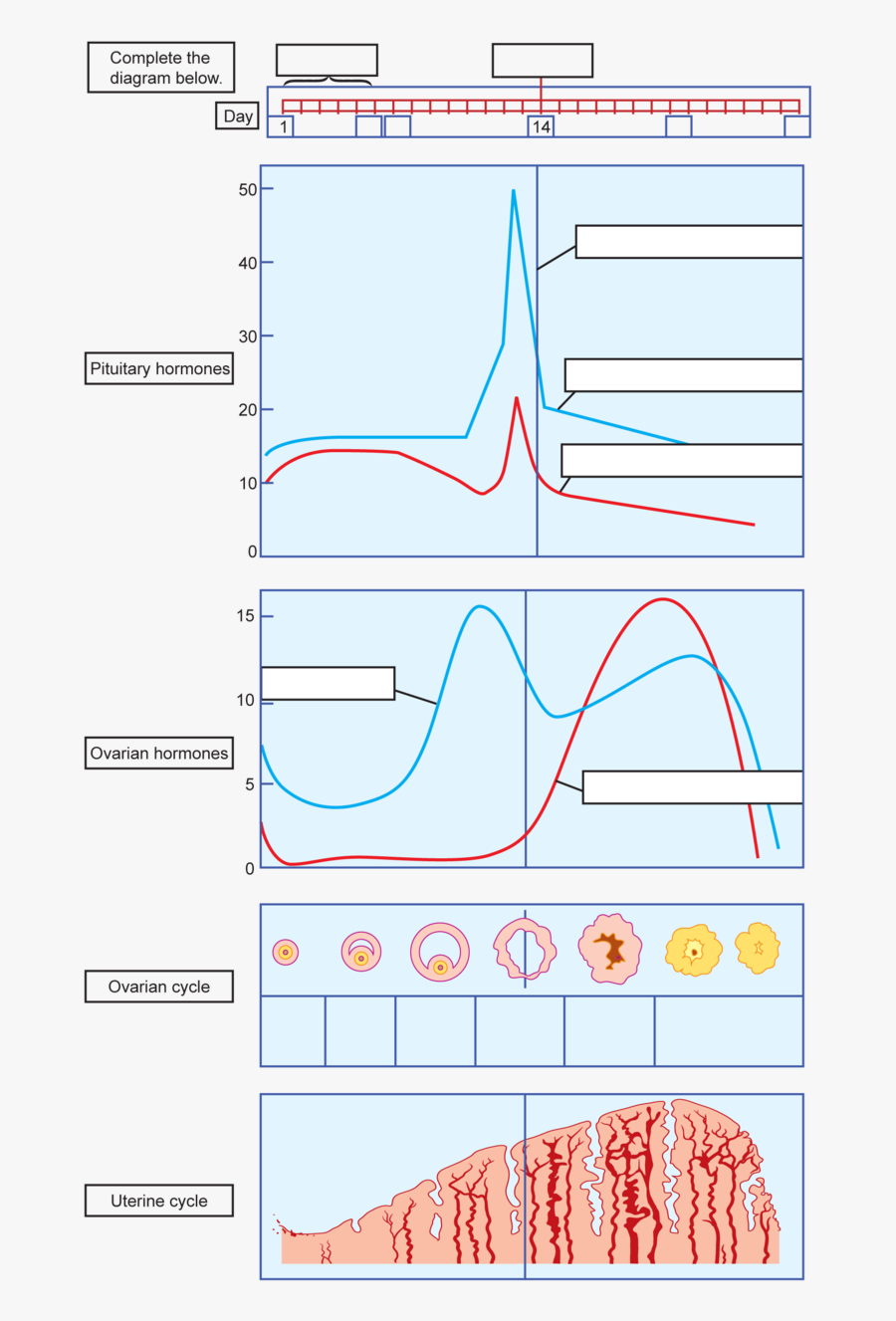 Clip Art Menstrual Cycle Diagrams - Menstrual Cycle Hormones Blank, Transparent Clipart